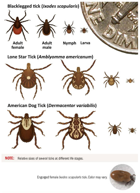 ticks-life-stages Life stages for Blacklegged ticks, Lone star ticks, and American dog ticks.