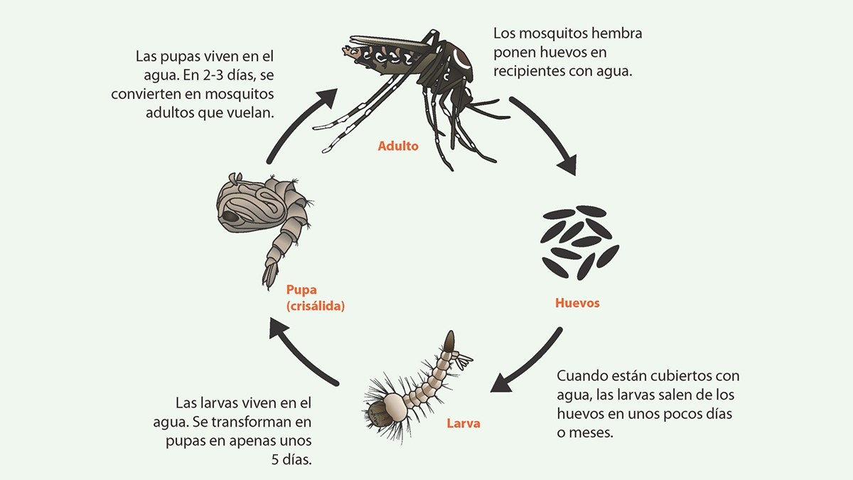 Ciclo de vida de la especie Aedes. De huevo a larva, a pupa y adulto.