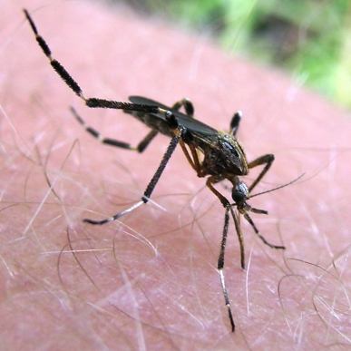 Floodwater mosquito This floodwater mosquito is an aggressive biter but does not spread germs to people. Courtesy: Sean McCann.